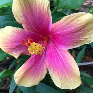 Meet your Posher, Cortney